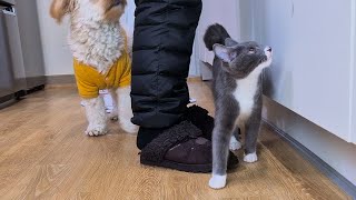 A kitten and dogs play and eat in the morning.