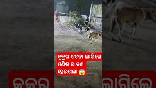 କୁକୁର କାମୁଡି ଦେଲା ମଣିଷକୁ #shortvideo