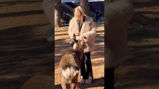 可愛い鹿に餌を与え喜ぶ外国人観光客🫎NARA  PARK