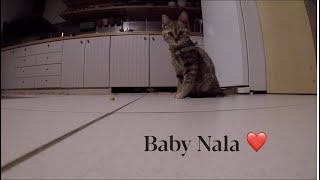 Kitten Nala playing 😻