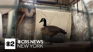 Injured Canada goose rescued by Queens neighbors