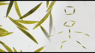 How to make a stop motion animation? (Under a Microscope!!!)