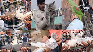 Jama Masjid kabootar Market Delhi 🕊 19-1-2025🕊Birds Parrot Cat Kabutar Market Old Delhi