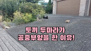 우리 집앞은 mini 동물원! 귀여운 토끼들이 우글우글. Canada에 살면 집앞 공터를 동물들과 공유해요. #46