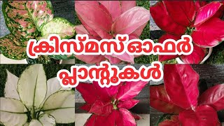 Butterfly garden/ക്രിസ്മസ് offer പ്ലാന്റുകള്‍/Aglonima and calathiya