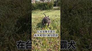 在台灣養惡霸犬最常被問的幾個問題 #狗狗 #飼主都懂