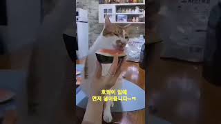 수박 킬러 고양이(Watermelon killer  Cat ㅋㅋㅋ) - 호박군(2023.05.04.)