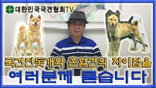 국견 진돗개와 혼혈견의 차이점을 여러분께 묻습니다 | 대한민국국견협회TV