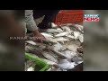 hilsa fish heads digha coast fishermen amazed u0026 catches over 40 ton fish u0026 sells in balasore