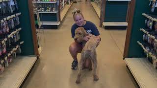 1 Year Old Standard Poodle | Best Poodle Dog Training | Off Leash K9 | Board and Train | Oklahoma