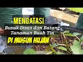 Mengatasi Penyakit Jamuran pada Tanaman di musim Hujan