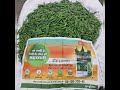 Syngenta New product Hybrid Okra Seed Diwa (Oh-51) High Yield Variety