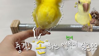 vlog)희귀종 루티노 퀘이커 분양일기🦜 | 초보앵집사| 멸종위기조분양 | 앵무새분양| 앵초보ㅣ앵무새 ㅣ앵무새처음집에왔을때ㅣ퀘이커ㅣ강아지앵무새ㅣ리프패럿