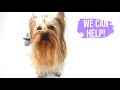 Dog Grooming School - Learn A New Career