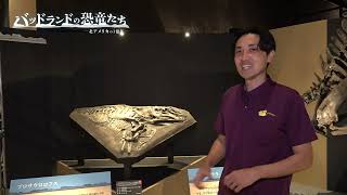 プロサウロロフス 〜 福井県立恐竜博物館 令和6年度特別展 バッドランドの恐竜たち ～