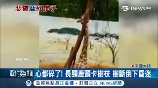 只是想抓癢~長頸鹿頭卡樹枝倒下昏迷  長頸鹿長脖力氣大是武器也是弱點!｜【國際局勢。先知道】20180417｜三立iNEWS