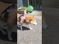 朝から暑い　 柴犬 柴犬のいる暮らし shiba 柴犬大好き