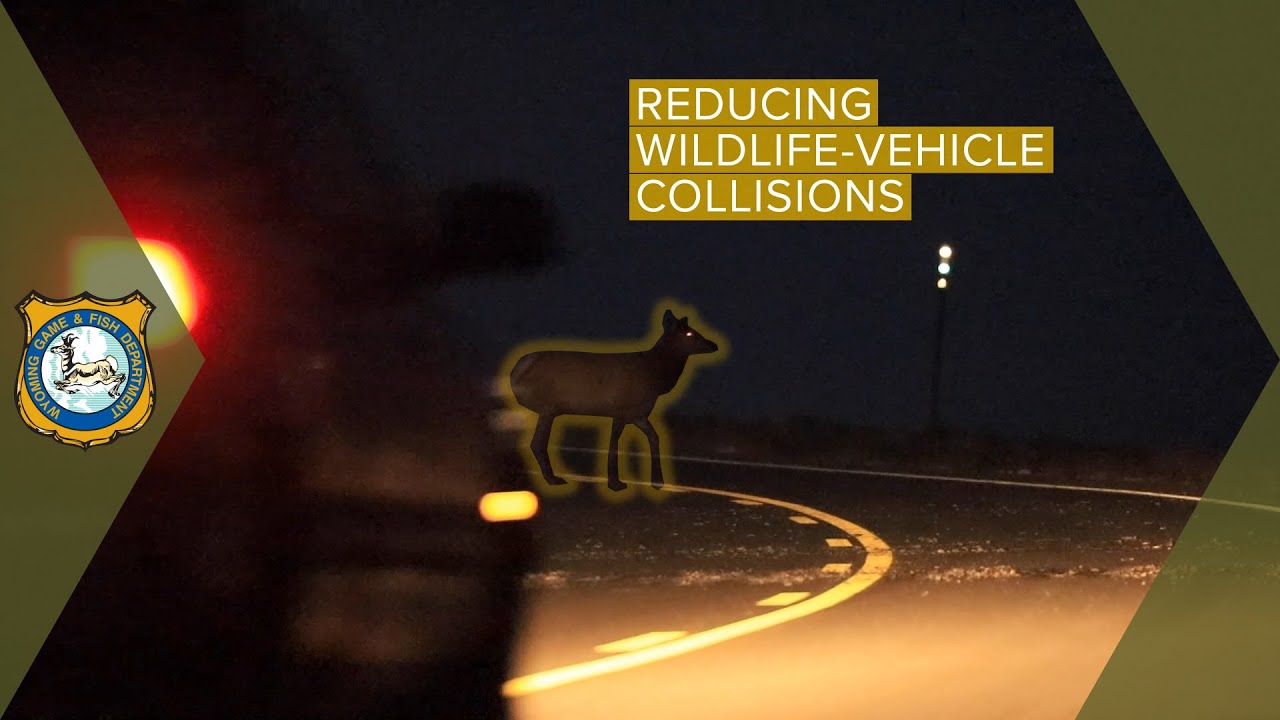 Preventing Wildlife Collisions - YouTube