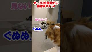 ぬっこの身体能力に嫉妬するイッヌ【コーイケルホンディエ】【保護猫】