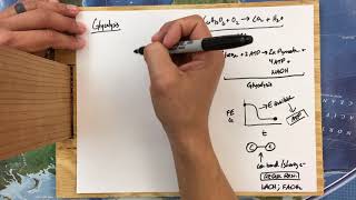 Glycolysis