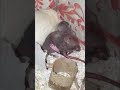 Cute baby rats cuddling a big rat