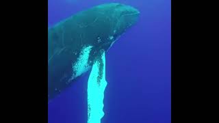 Whale Jump Slowmo | Wildlife | Michelle Goosen