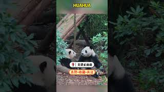 和叶突然一动不动看着花花，花花吓得笋都掉了一块 #panda #pandafushun #cute #adorablepanda #funny #cutepanda #pandalife #pets