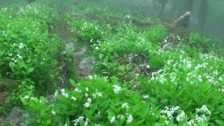 大峰奥駈道に咲くクサタチバナ