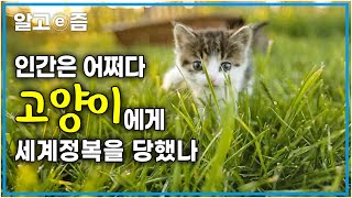 *고양이의 세계정복 꿀팁* 가축으로서 전혀 적합하지 않은 고양이, 고양이가 인간과 사는 이유는 단순히 귀여워서?!┃클래스e┃알고e즘