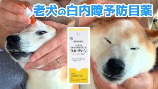 老犬の白内障進行を防止する目薬を使ってみた