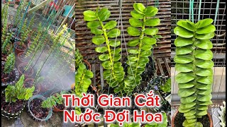 Thời Gian Nào Cắt Nước Cho Lan Phi Điệp