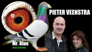 Top Quality Pigeons of PIETER VEENSTRA - Mr. Blue, Dolce Vita, Return Flojo