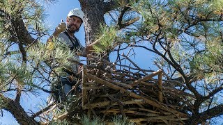 Building a Bald Eagle Nest