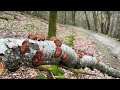 wald wasser u0026 wildnis im nationalpark eifel natur in nrw 2024 jörg müller