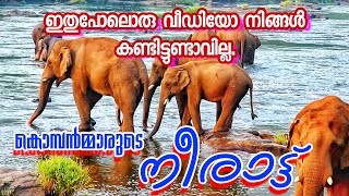 കാട് ഇറങ്ങി കൊമ്പൻമ്മാരുടെ നീരാട്ട് // Kerala Forest Elephant // Elephant Video // Elephant kerala