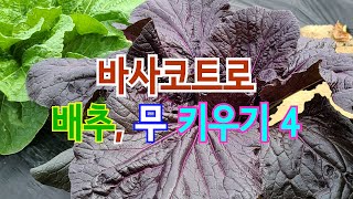 바사코트로 배추, 무 키우기 4