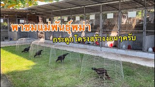 แม่พันธุ์พม่าในฟาร์มครับ