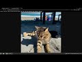 Programming - Python - using the openAI API to access chatGPT and DALL-E