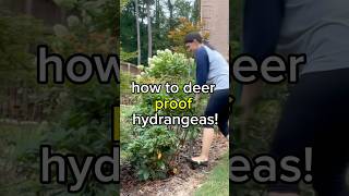 I deer proofed my hydrangeas — the permanent way #gardening