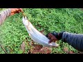 wallago u0026 snakehead fishing malayalam ആറ്റു വാളയും ചേറുമീനും കയറ്റിയപ്പോൾ