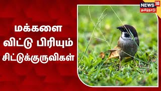 நவீனமயமாதலால் மக்களை விட்டு பிரியும் சிட்டுக்குருவிகள் | Sparrow