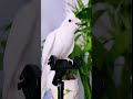 快分享计划 夏日萌友季 神奇动物在快手不一样 cuteparrot parrot birds