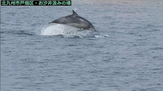 洞海湾にイルカ出現！2022/03/10