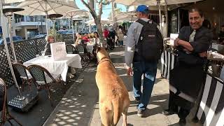 Great Dane Cash 2.0 Hanging Out @ Rodeo Dr 2023 ( 5 of 6 )