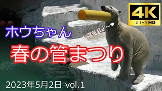 ”春の管祭り”⇒お昼におやつの連続投入でホウちゃんも追い付いてなかったｗ　2023年5月2日のホウちゃん その1 🐻‍❄️💞 天王寺動物園のホッキョクグマ