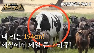 [신비한TV 서프라이즈] 세상에서 가장 큰 소, 니커스!, MBC 220410 방송