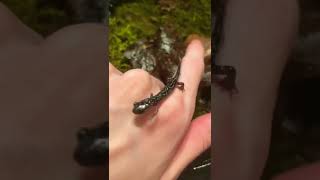 Insane Baby Northern Slimy Salamander!!! Crazy spots 🔥 #salamander #petsalamander #amphibians