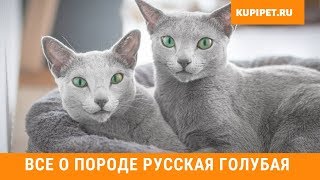 РУССКАЯ ГОЛУБАЯ КОШКА ВСЕ О ПОРОДЕ. ИНТЕРЕСНЫЕ ФАКТЫ