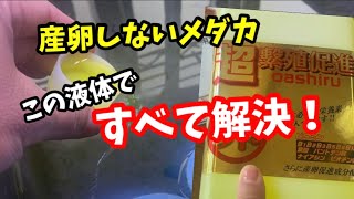 産卵で困った時の最終手段はこれを使うしかない！【メダカ】