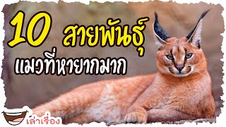 10 สายพันธุ์แมวที่หายากจากทั่วโลก ที่คุณอาจไม่เคยรู้ว่าบนโลกมีแมวแบบนี้อยู่ด้วย | เล่าเรื่อง